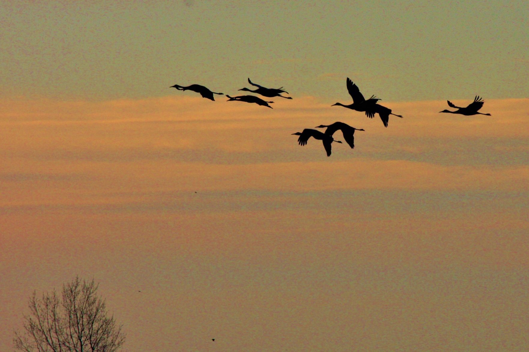 Flock of cranes heads south